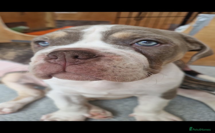 Mixed Breed dogs Bulldog female silver ginger/white - Advert 11