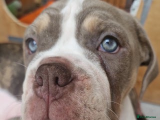 Mixed Breed dogs Bulldog female silver ginger/white - Advert 4