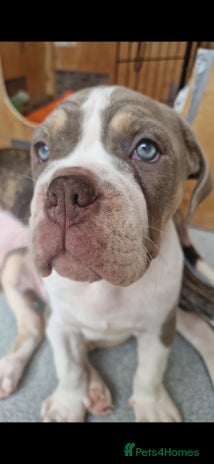 Mixed Breed dogs Bulldog female silver ginger/white - Advert 11