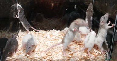 Rat rodents - Advert 11