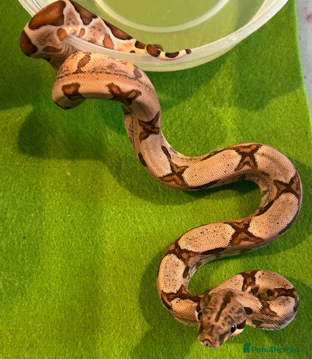 Boa Snake reptiles for sale: 2025 Boa Constrictor Babies in Letchworth Garden City - Image 2