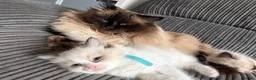 Ragdoll cats for sale: Gorgeous ragdoll kittens!  - Advert 23