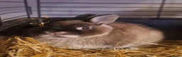 Netherland Dwarf rabbits for sale: Cute little baby Netherland Dwarf boy-Dumpling 🐰 - Advert 6