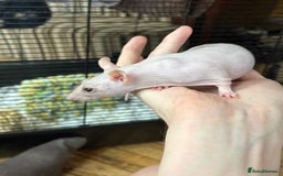 Rat rodents for sale: 2 girl rats rehoming w/ free cage and accessories - Image 3
