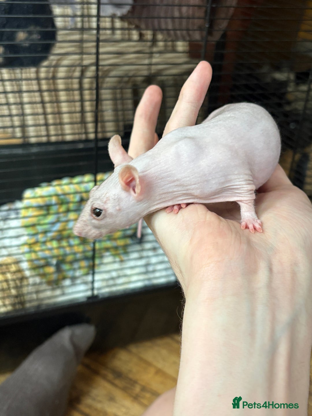 Rat rodents for sale: 2 girl rats rehoming w/ free cage and accessories - Image 3