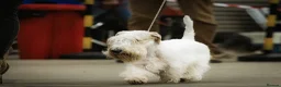 Sealyham Terrier dogs for sale: Male Sealyham Terrier  - Advert 12