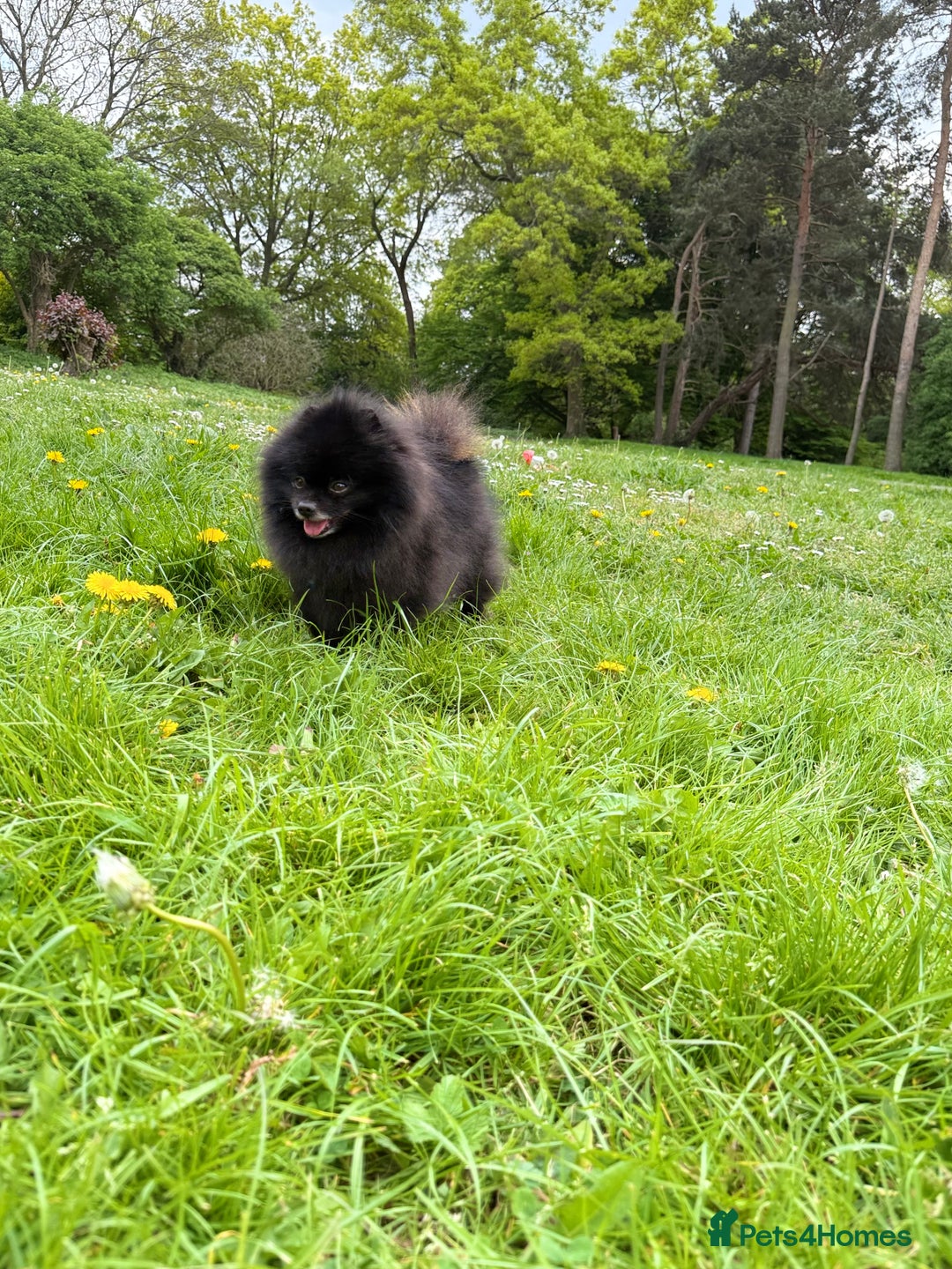 Pomeranian dogs for sale: Beautiful teddy bear( Russian). - Image 5
