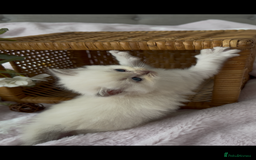 Ragdoll cats for sale: Cherubim Ragdoll Kittens TICA Mink Lynx - Image 28