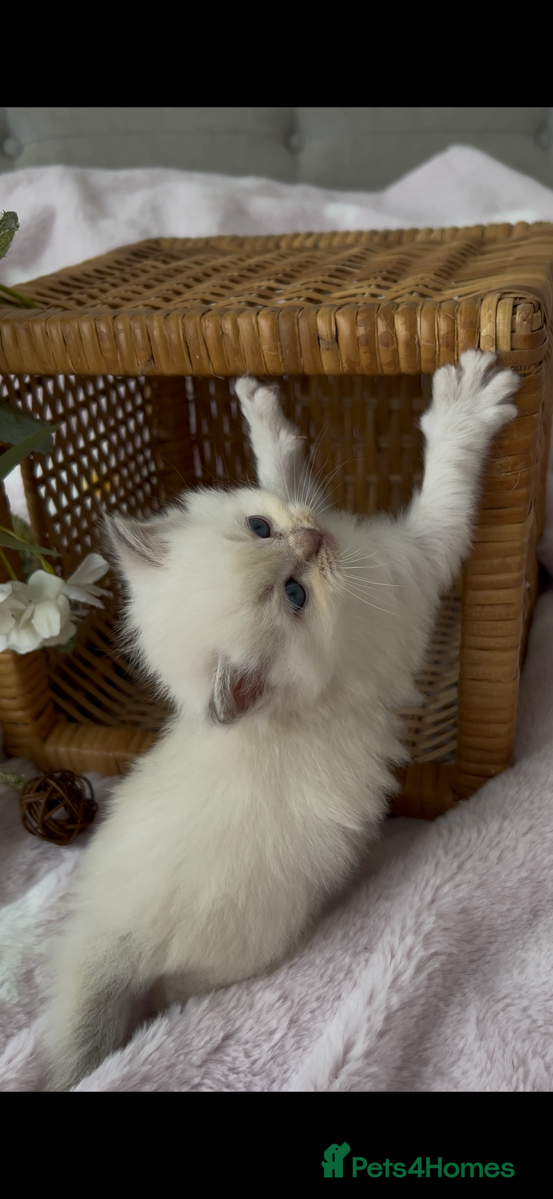Ragdoll cats for sale: Cherubim Ragdoll Kittens TICA Mink Lynx - Image 28