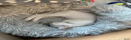Siamese cats for sale: Siamese kittens - Advert 7