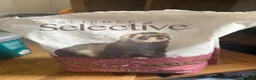 Ferret rodents for sale: 4 month old sandy male  in Cambridge - Advert 8