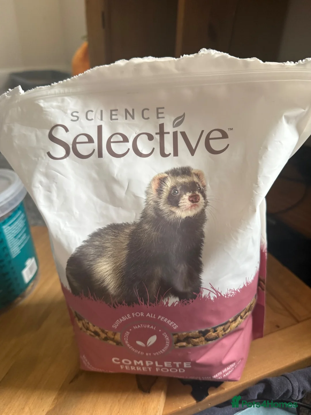 Ferret rodents for sale: 4 month old sandy male  in Cambridge - Advert 8