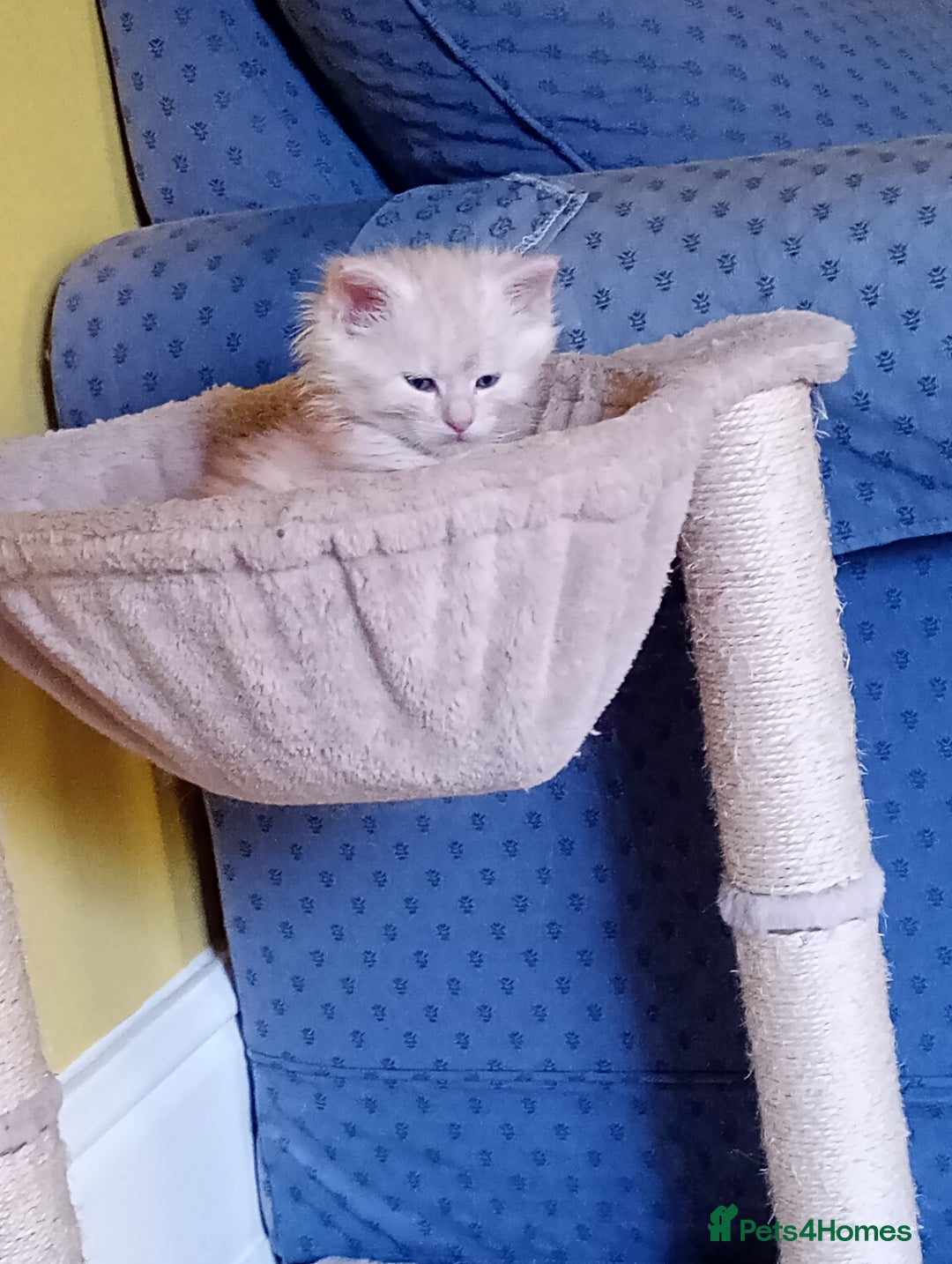 Maine Coon cats for sale: Maine coon kittens - Advert 2