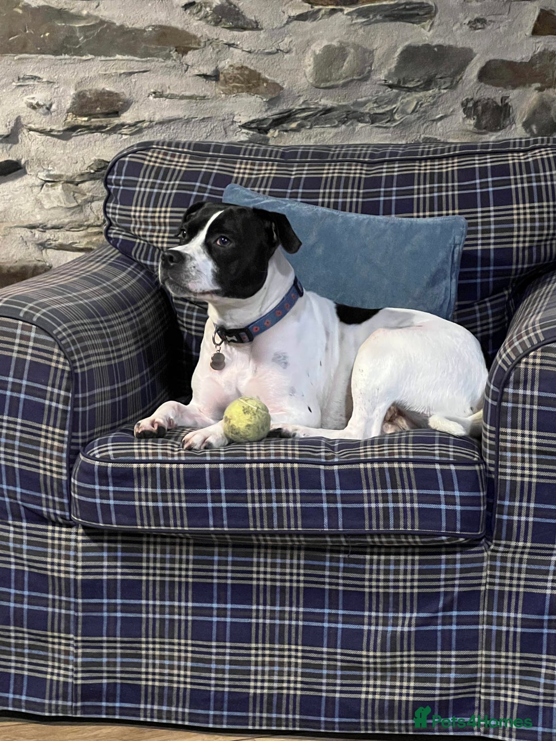 Mixed Breed dogs for sale: Staffordshire bull terrier cross German Shepherd - Image 8