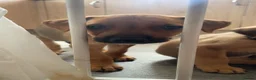 Mixed Breed dogs for sale: Male 1  in Nuneaton - Advert 3