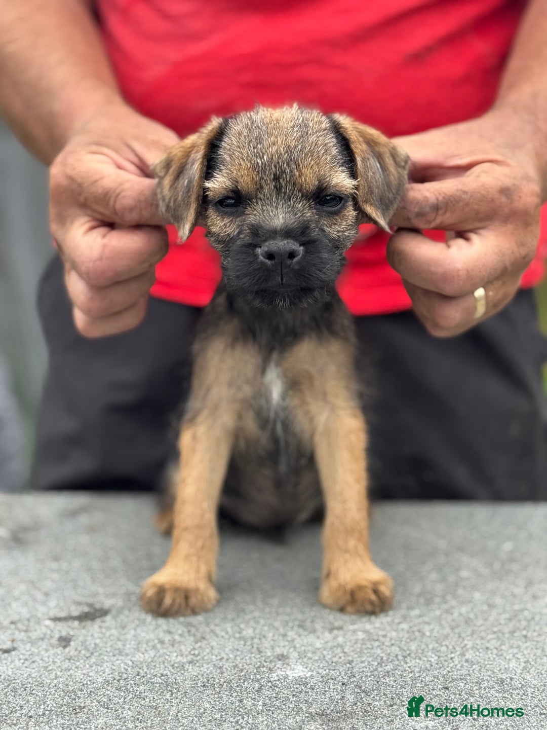 Border Terrier dogs for sale: TOP QUALITY BORDER TERRIER PUPPIES  - Image 7