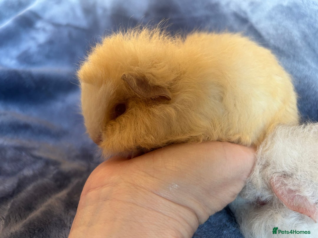 Guinea Pig rodents for sale: Swiss baby Guinea pigs  - Advert 2
