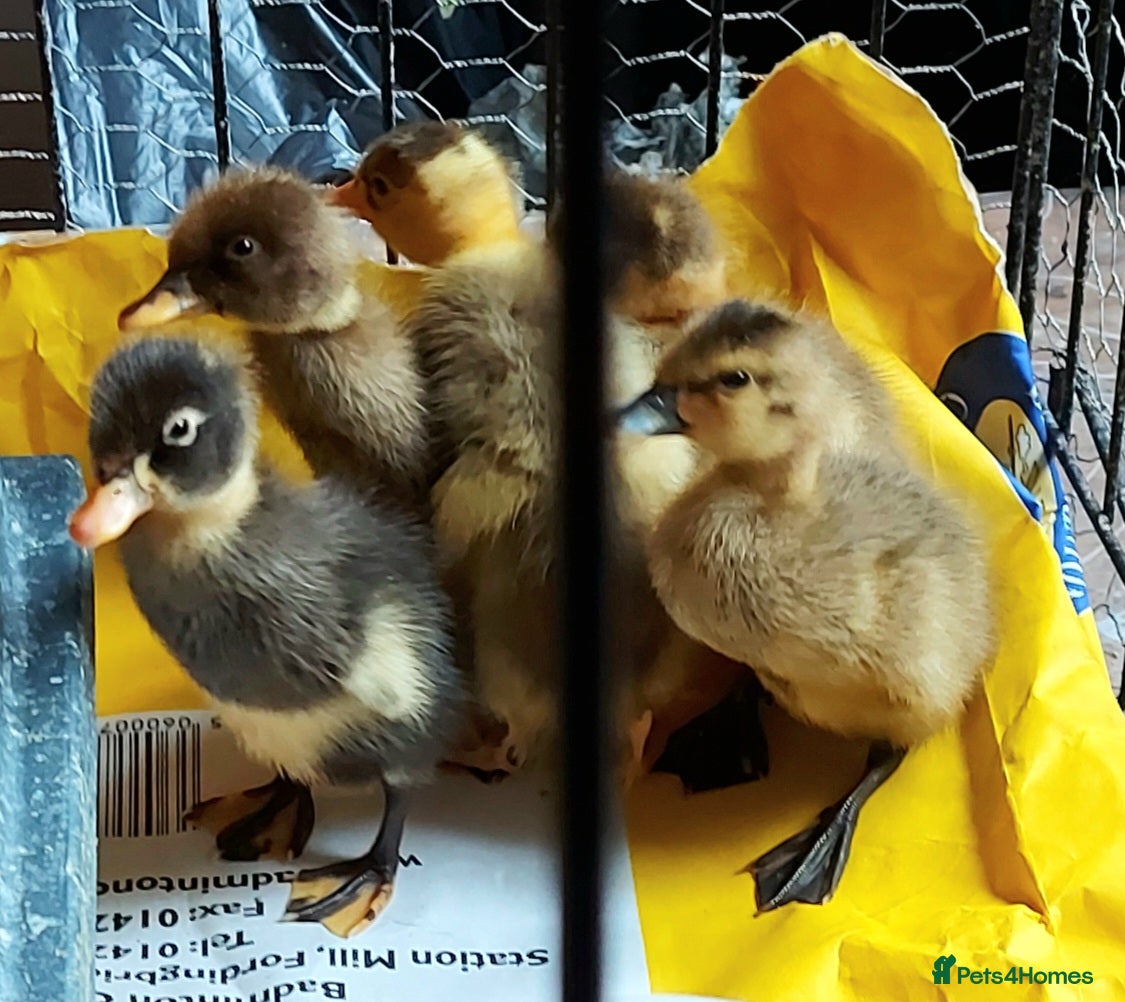 Ducks poultry Runner Ducklings-unsexed - Advert 16