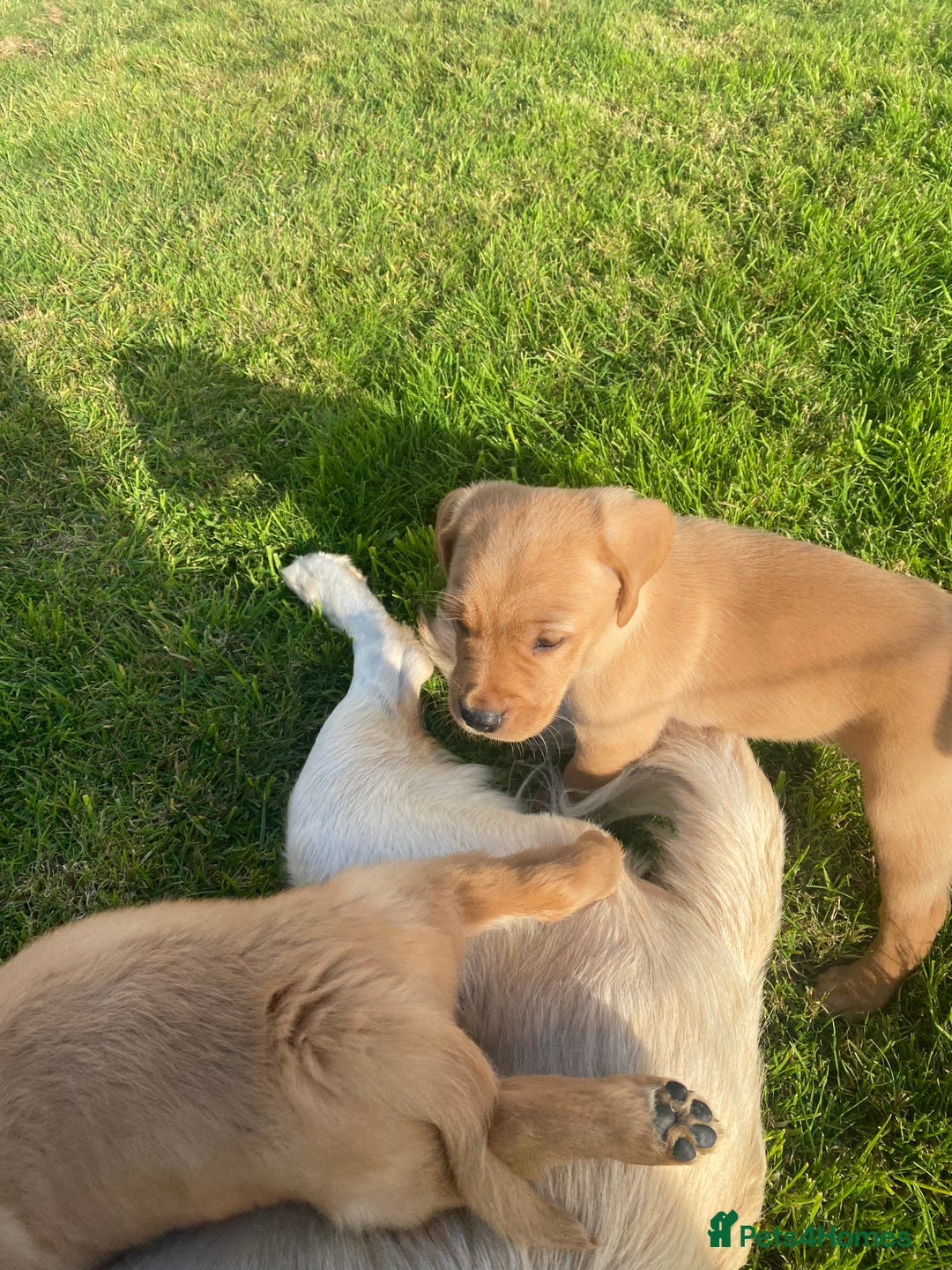 Mixed Breed dogs for sale: 8 Beautiful pups looking their forever home🥰 - Image 20