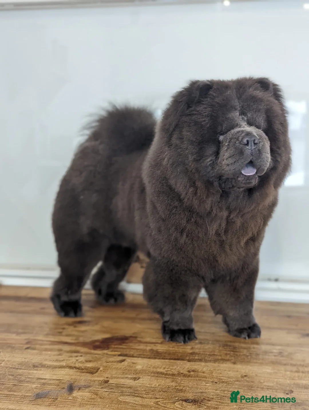 Chow Chow dogs for stud: Blue Teddy Chow Chow up for Stud - Advert 3