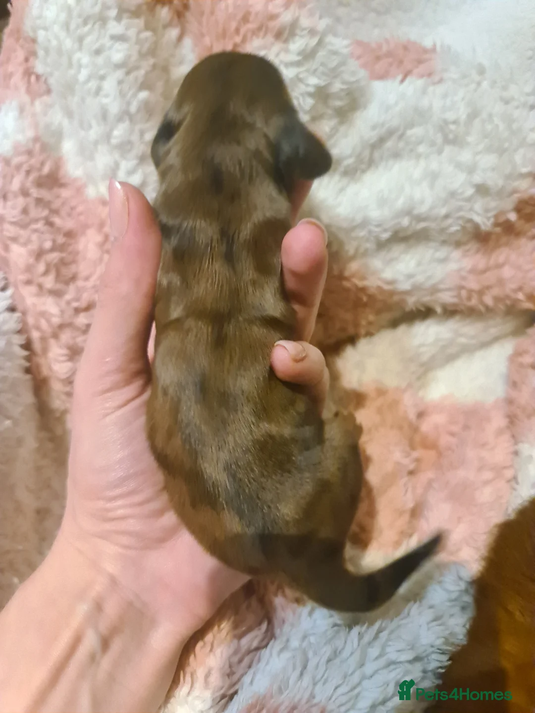 Miniature Dachshund dogs for sale: 6 beautiful long-haired dachshund pupps - Advert 19