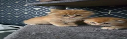 Scottish Fold cats for sale:  Beautiful Scottish fold/scottish straight litter - Advert 2