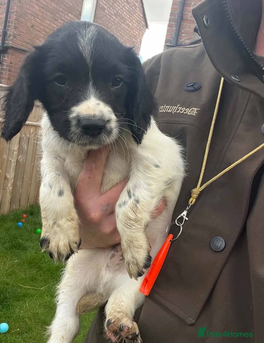 English Springer Spaniel dogs for sale: English springer spaniel puppies  - Advert 2