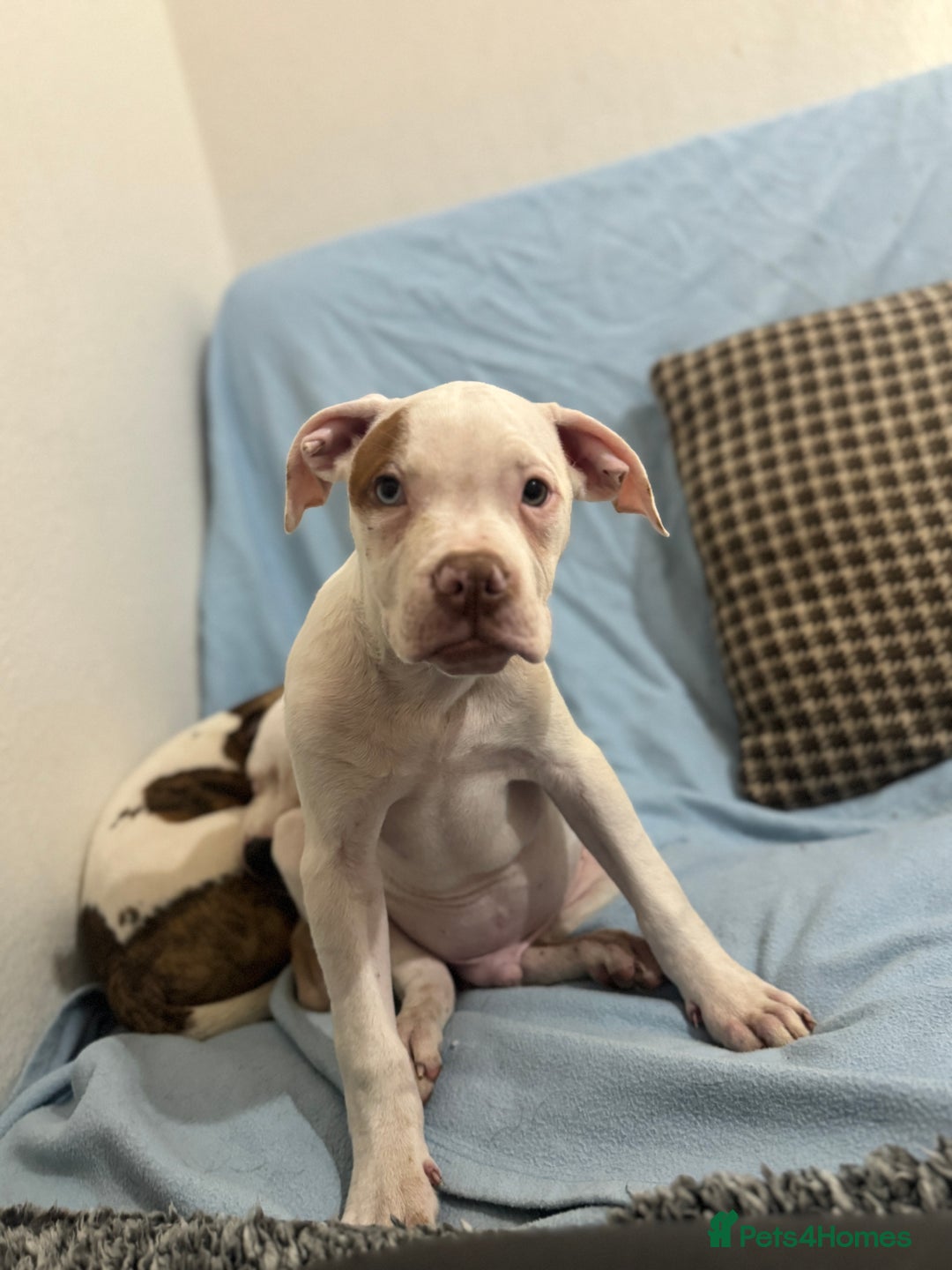 American Bull Staffy dogs for sale: American bulldog Pups - Image 3