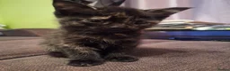 Mixed Breed cats for sale: Very nice kittens:3 boys and 3 girls - Advert 29