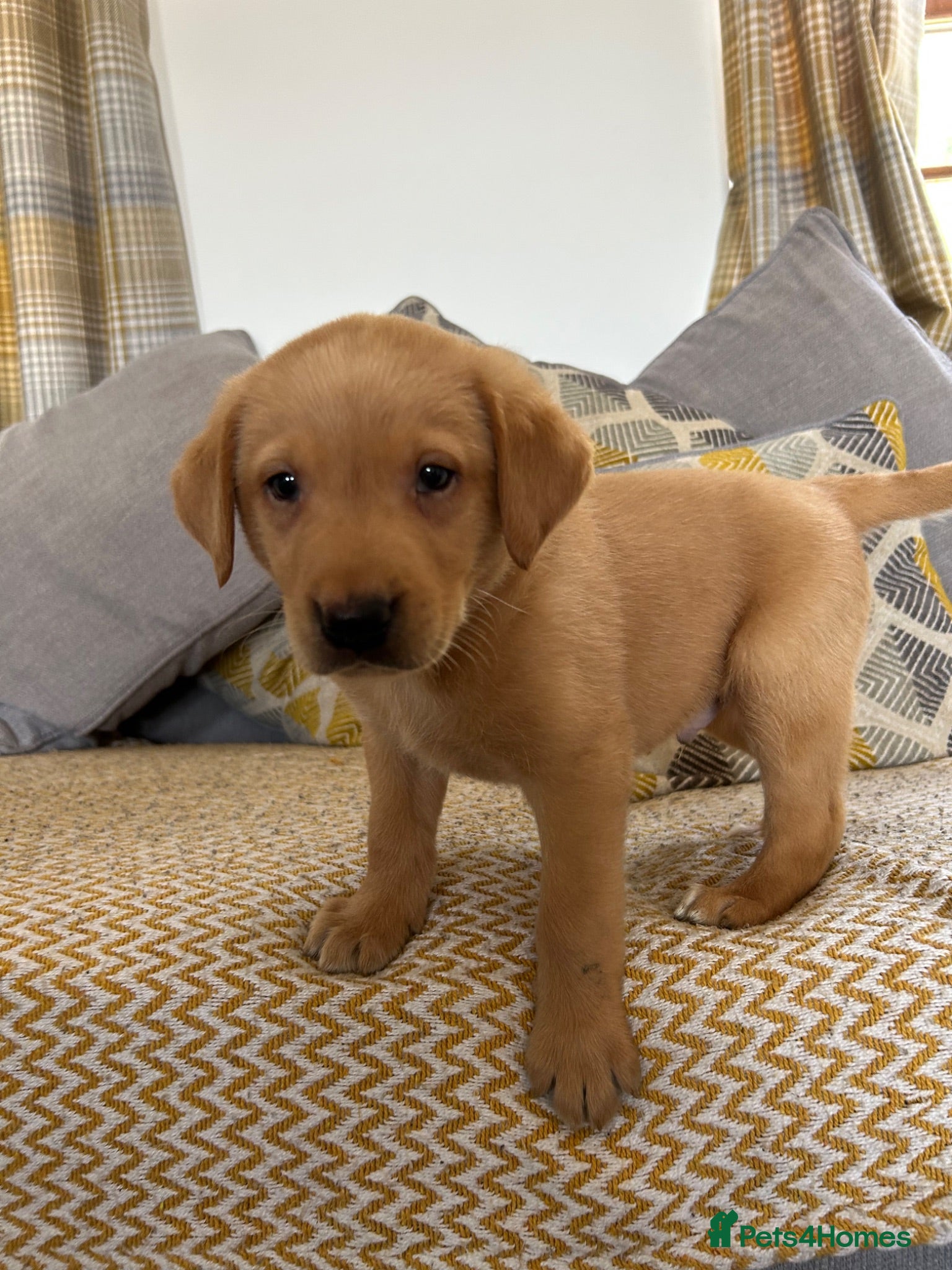 Labrador Retriever dogs Fox Red / yellow working Labradors  - Advert 2