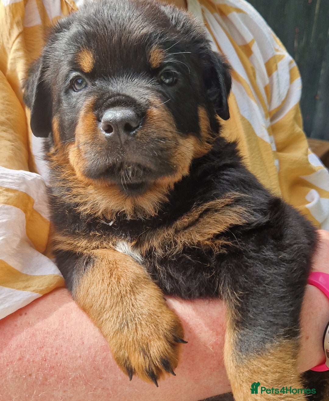 Rottweiler dogs for sale: Rottweiler Puppies in Great Yarmouth - Image 33
