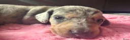 Miniature Dachshund dogs for sale: Gorgeous mini dachshund pups  - Advert 13