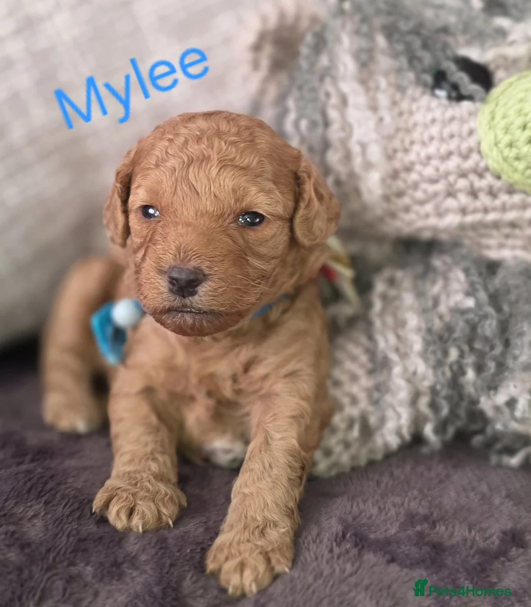 Cavapoo dogs for sale: Cavapoos Fb3. - Advert 30