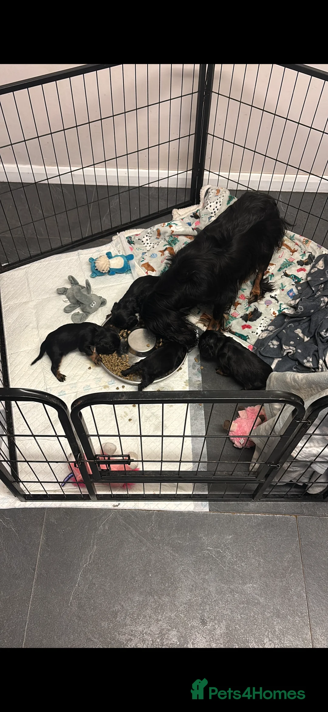 Cavalier King Charles Spaniel dogs for sale: Gorgeous KC Puppies Available  - Advert 3