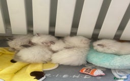 Ragdoll cats for sale: GCCF & TBRCC registered lilac Ragdoll kittens - Image 9