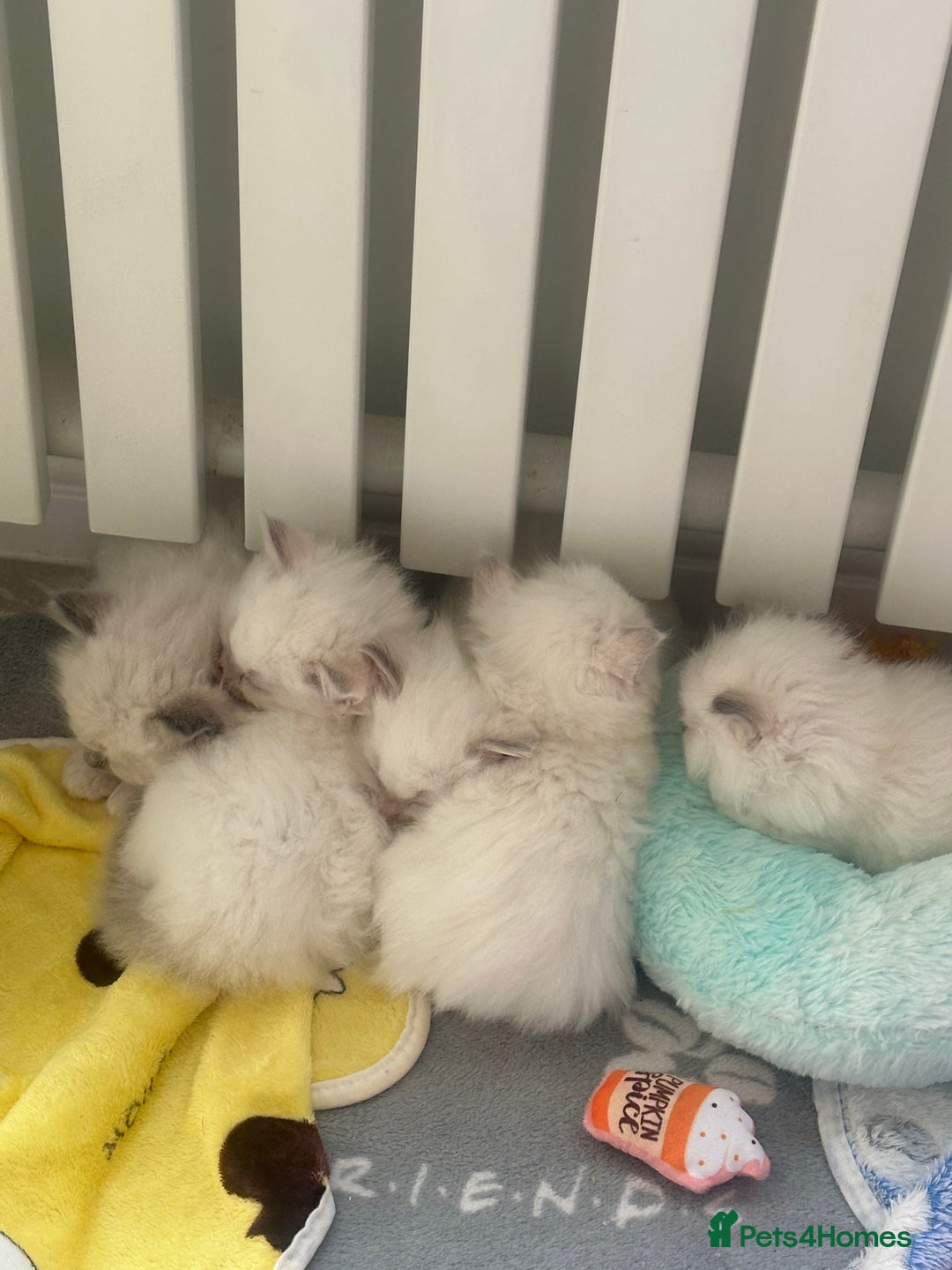 Ragdoll cats for sale: GCCF & TBRCC registered lilac Ragdoll kittens - Image 9