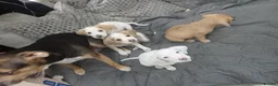 Mixed Breed dogs for sale: Gorgeous 💗 Mixed beagle and staffy puppies  - Advert 3