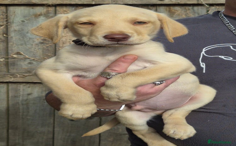 Labrador Retriever dogs - Advert 1