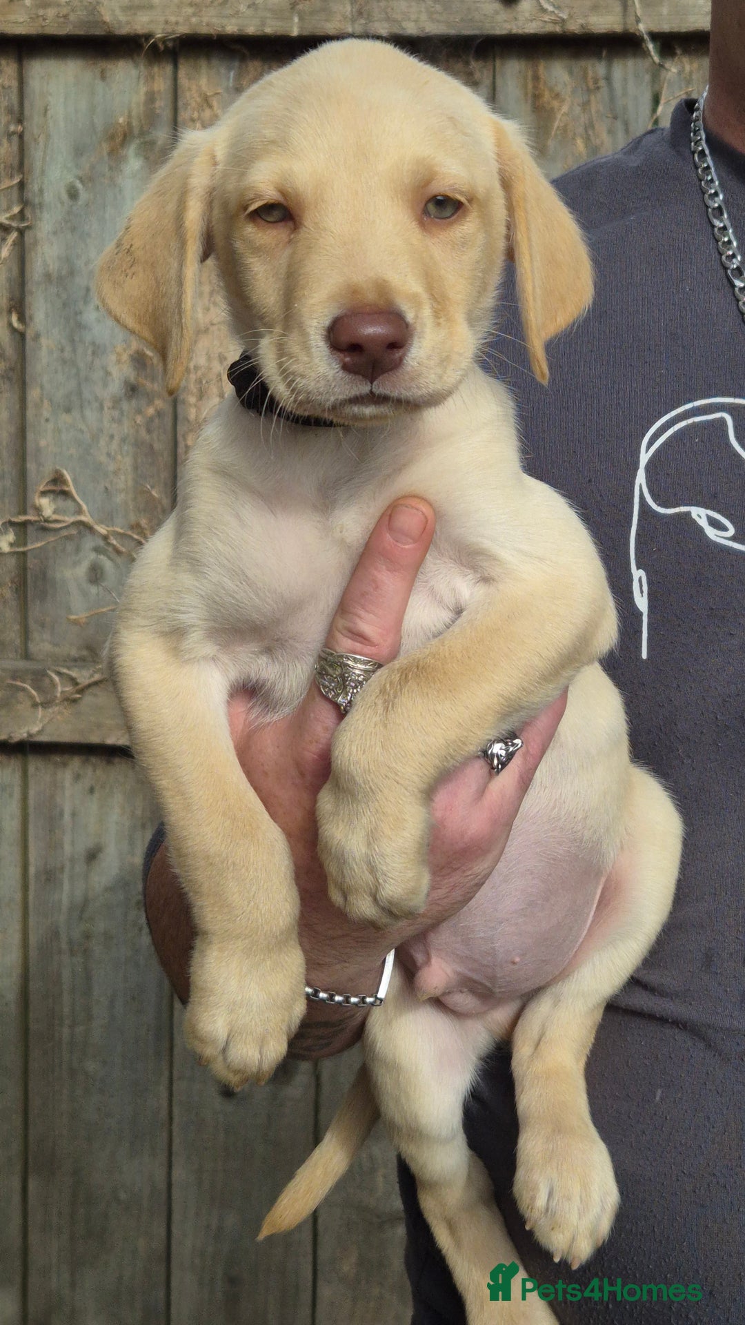 Labrador Retriever dogs for sale: Labrador puppys ready to leave  - Image 1