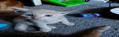 Mixed Breed Kitten 1