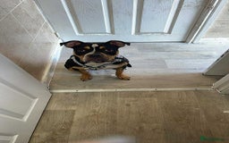 Mixed Breed dogs for sale: American bulldog cross staff - Image 1
