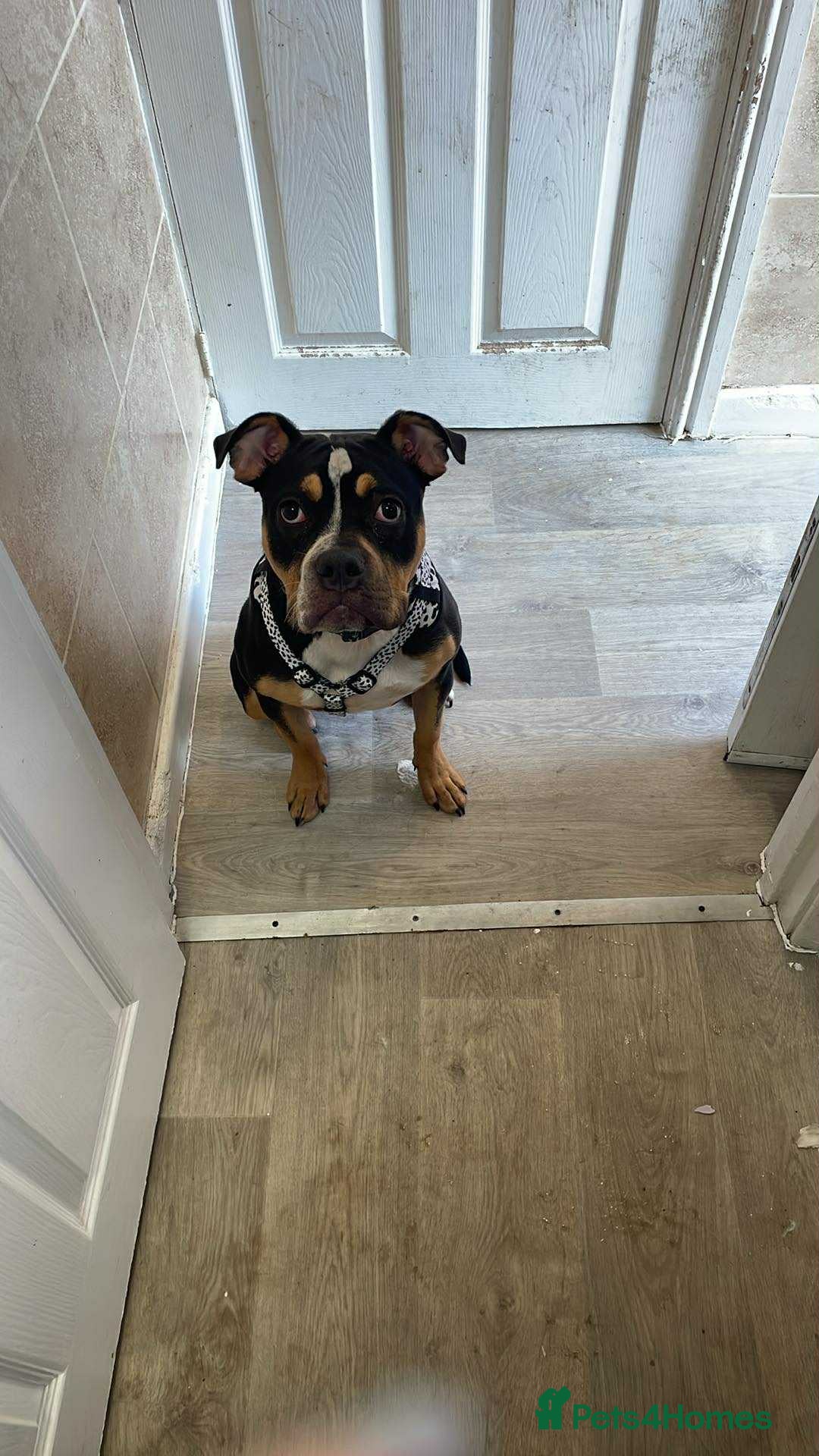 Mixed Breed dogs for sale: American bulldog cross staff - Image 1