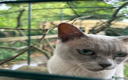 Burmese cats for sale: Pedigree Burmese retired queen and stud   - Image 6
