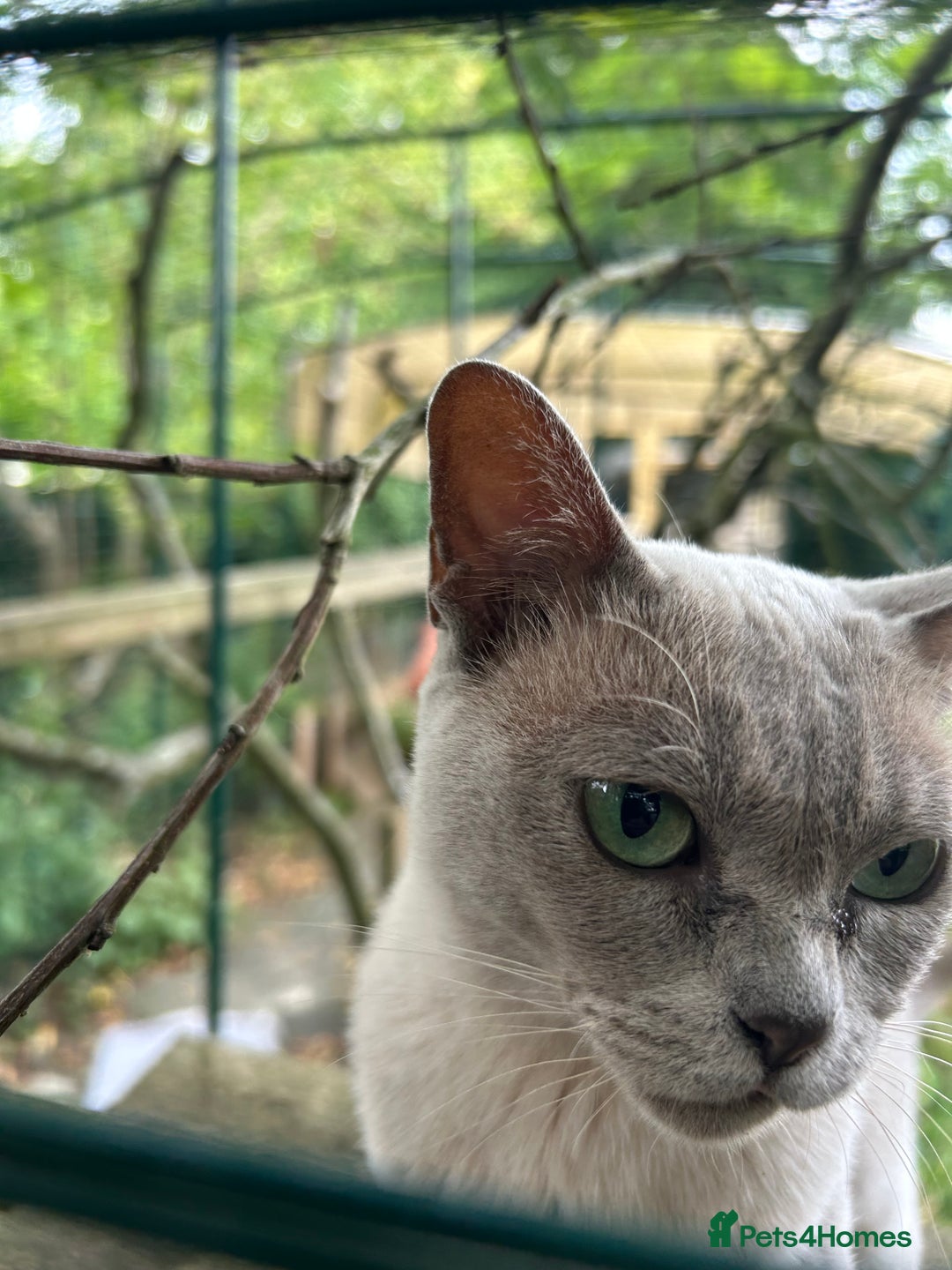 Burmese cats for sale: Pedigree Burmese retired queen and stud   - Image 6