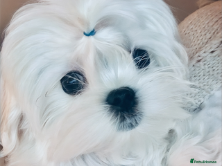 Maltese dogs Ready to Leave Now Quality Tiny Maltese - Advert 4