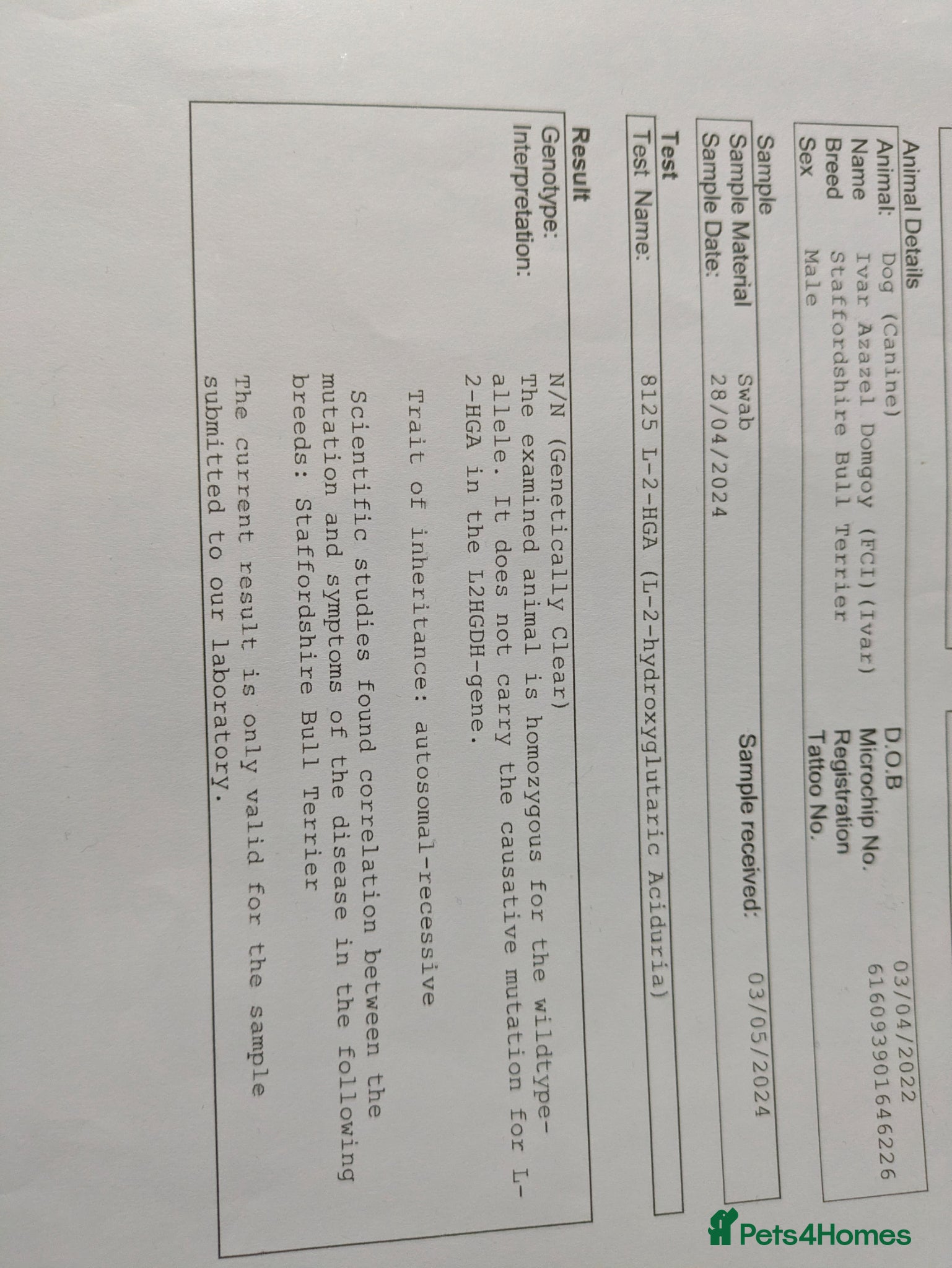 Staffordshire Bull Terrier dogs Beautiful puppies🐶🐶🐶🐶 - Advert 2