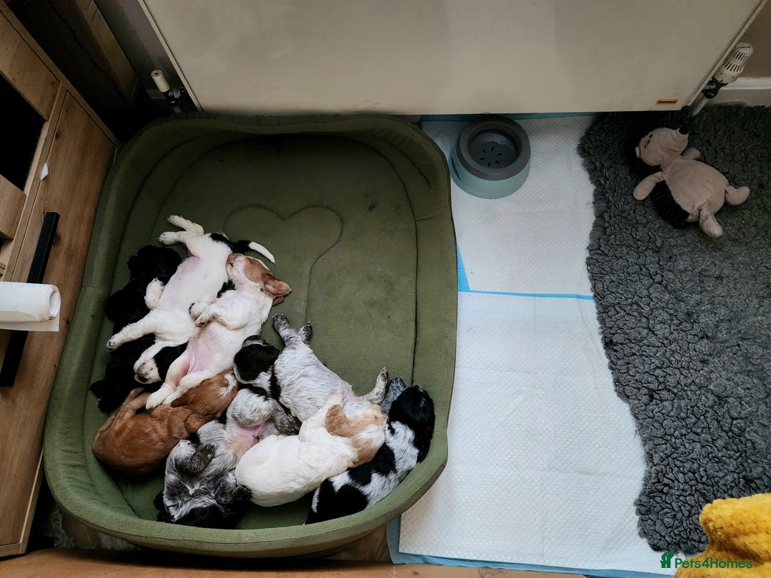 Cocker Spaniel dogs for sale: Show type unique markings cocker spaniel puppies  - Advert 31