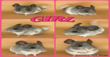 Chinchilla rodents Baby chinchillas  - Advert 10
