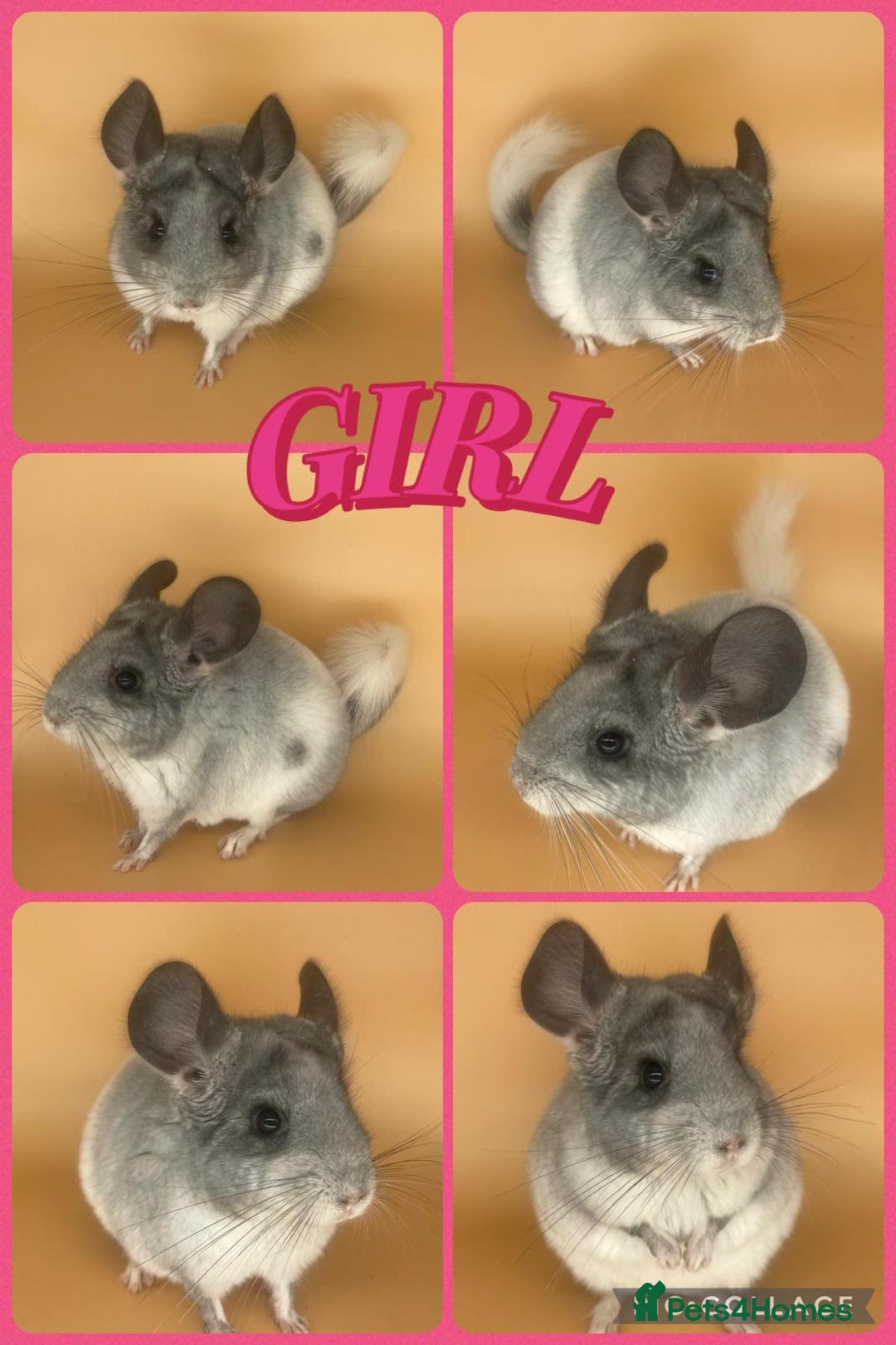 Chinchilla rodents for sale: Baby chinchillas  - Advert 3