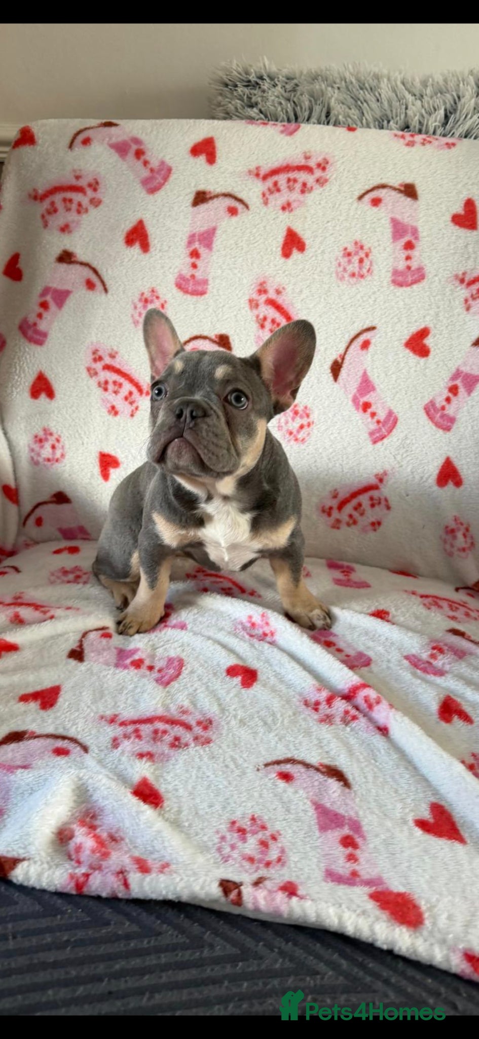 French Bulldog dogs Meet Piper – 15‑Week‑Old French Bulldog Puppy💕 - Advert 4